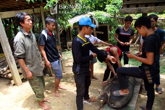 Thanh niên người Mông làm thịt lợn chuẩn bị cho lễ cúng. Ảnh: Đào Thọ