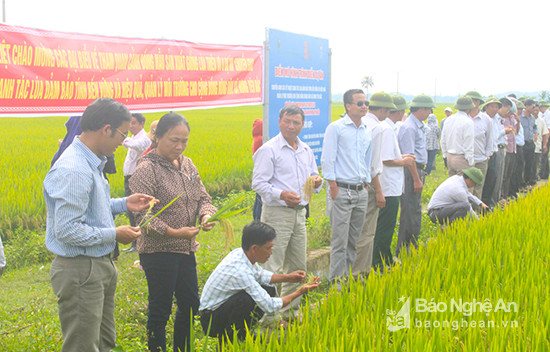 Các đabiểu tham quan thực tế CĐL sản xuất  giống lúa Thiên ưu8 tại xã Hưng Yên Bắc