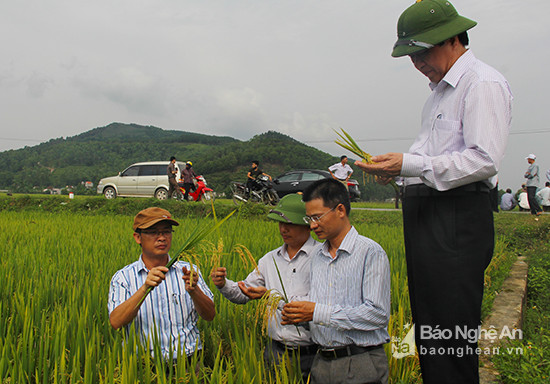 aCác giống lúa mới sản xuất tại các CĐL dều cho doanh thu cao hơn từ 22- 28% so với sản xuất đại trà