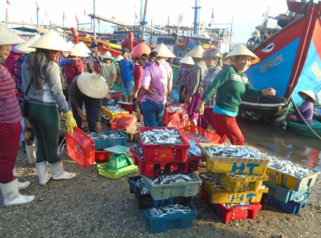 Trong những ngày đầu tháng 5-2017, bà con ngư dân chuyên sản xuất nghề lộng ở xã Cảnh Dương (Quảng Trạch) đã trúng đậm cá nục.