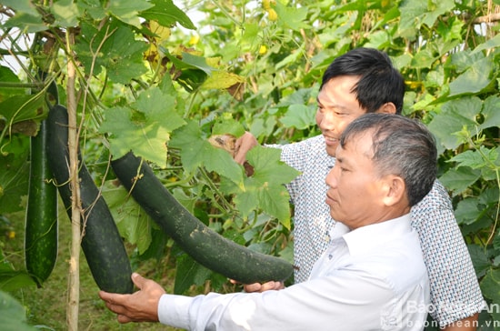 Mô hình trồng bí xanh trên đất chuyển đổi của hộ ông  Trần Minh Bưởi xóm Phú Thọ xã Lưu Sơn cho thu nhập 100 triệu đồng mỗi hecta mỗi năm