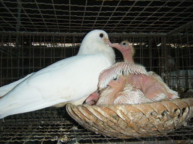 Anh Hoàn sử dụng trứng giả để ấp trứng cho chim, đạt năng suất cao gấp 3-4 lần so với cách làm thông thường