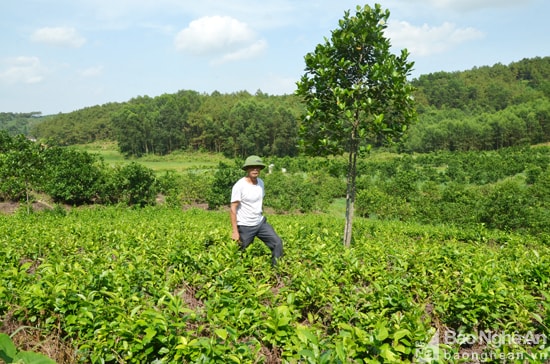 Với diện tích hơn 3ha, anh Trần Văn Thanh (xóm Thống Nhất, Đông Sơn, Đô Lương) đã mạnh dạn đầu tư hơn 400 gốc cam và gần 1ha chè xanh. Tổng thu nhập mỗi năm của gia đình anh đạt khoảng 300 triệu đồng. Ảnh: Thanh Thủy