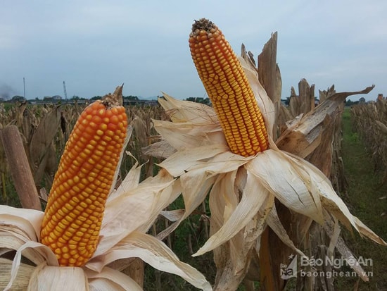 Ngô Lai Nghi Lộc. Ảnh