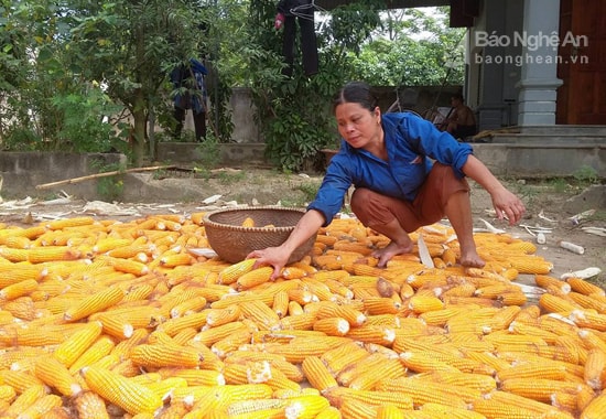 Ngô Lai Nghi Lộc. Ảnh: Hồng Vinh