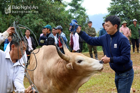 Bước vào cuộc đấu, những chú bò được dùng khăn lau sạch sừng để tránh sừng có độc gây hại cho đối phương. Ảnh: Đào Thọ