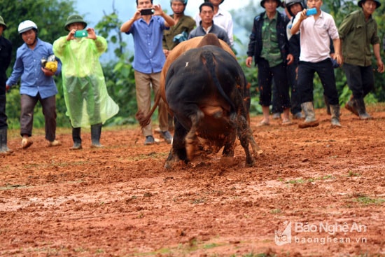 Mặt sân đấu bùn lầy bắn lên tung tóe khi 2 đối thủ tranh sức tranh tài. Ảnh: Đào Thọ