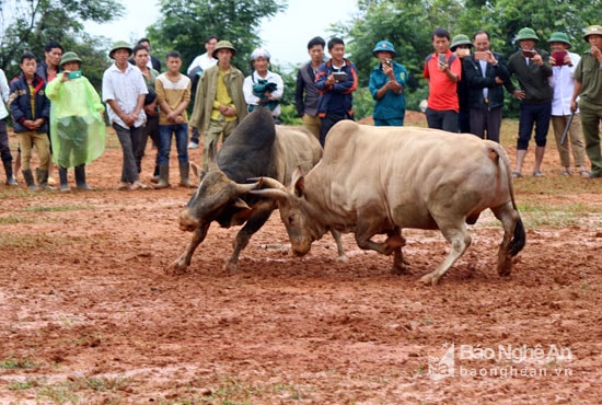 Một cú lựa miếng húc ngang khiến đối thủ trở không kịp. Ảnh: Đào Thọ