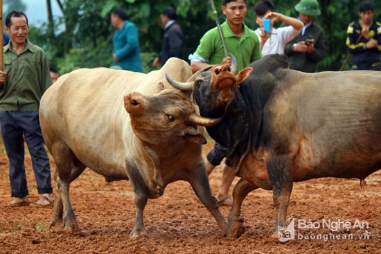 Cú móc sừng hiểm hóc gây nguy hiểm cho đối phương. Ảnh: Đào Thọ