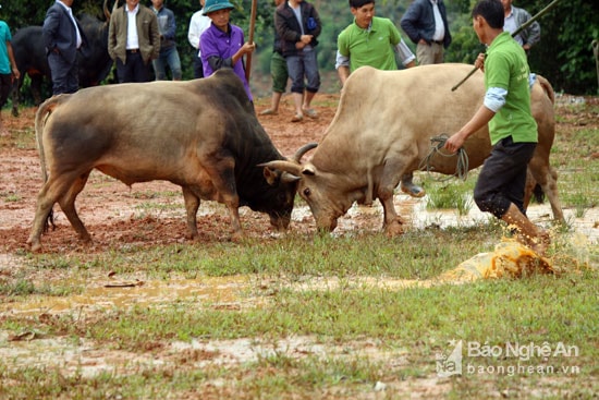 2 đấu thủ dồn nhau ra vũng nước tiếp tục đọ sức. Ảnh: Đào Thọ