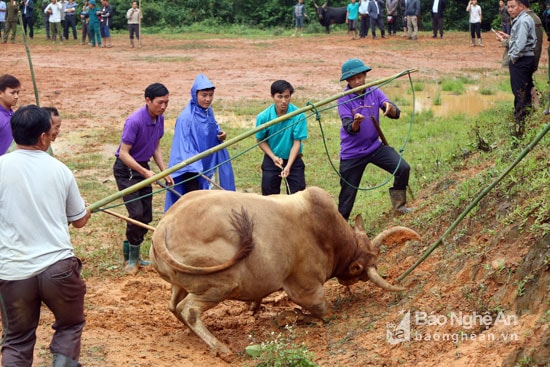 Nỗ lực khống chế một chú bò thua cuộc. Ảnh: Đào Thọ