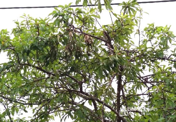 Những cây mận trĩu quả, nay bị ngường dân hái hết tất cả, mặc dù đến tháng 6 mới là thời điểm chín vụ của mùa nâm năm 2017. Ảnh: Lữ Phú