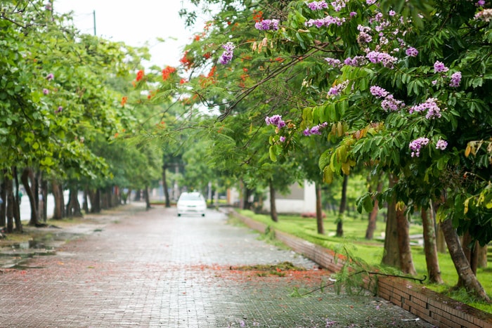 Đường Phan Đăng Lưu (ảnh chụp tại Công viên Nguyễn Tất Thành). 