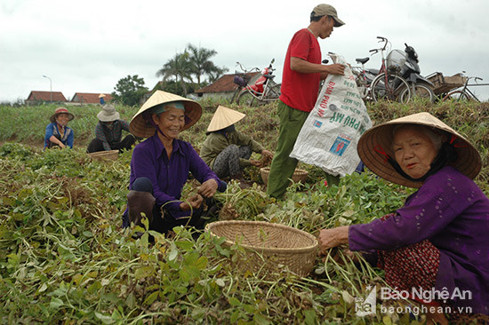 Bà con Diễn Châu đang thu hoạch đại trà lạc vụ xuân. Ảnh: Mai Giang