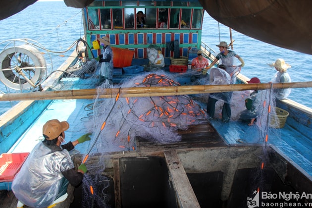 Mỗi tàu cá thường có khoảng 10 thuyền viên. Một người phụ trách kéo dây tời, người còn lại kéo lưới lên tàu, sau đó nhóm người còn lại sẽ làm nhiệm vụ gỡ cá, đưa lưới vào khoang gọn gàng để chuẩn bị cho ngày đánh bắt kế tiếp. Ảnh. Tiến Hùng.