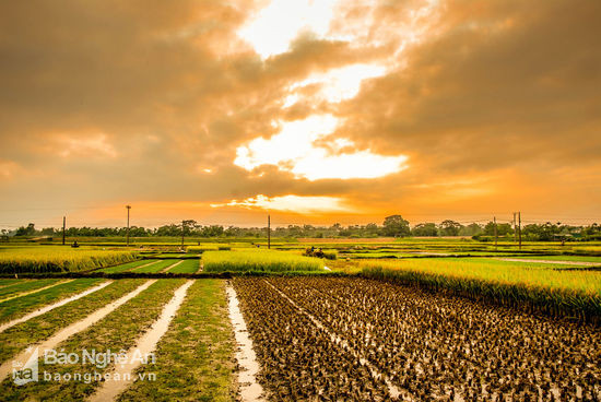 Để phòng tránh mưa bão, đến 20/5, toàn xã Thanh Lĩnh đã thu hoạch được khoảng 85% trong tổng hơn 150 ha lúa xuân. Dự kiến năng suất đạt khoảng 8 tấn/ha. Ảnh Văn Diện