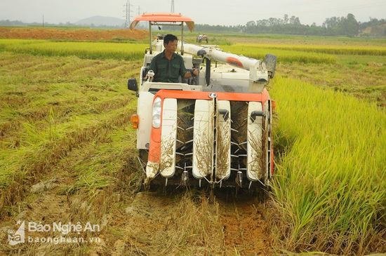 Nhiều vùng đồng thuận lợi, nông dân Thanh Chương đã ứng dụng máy gặt đập đẩy nhanh tiến độ thu hoạch lúa xuân. Ảnh Văn Diện
