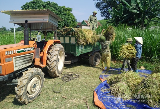 Thu hoạch lúa xuân 2017 đến nay đạt trên 85%, năng suất bình quân trên 6,8 tấn/ha. Ảnh tư liệu