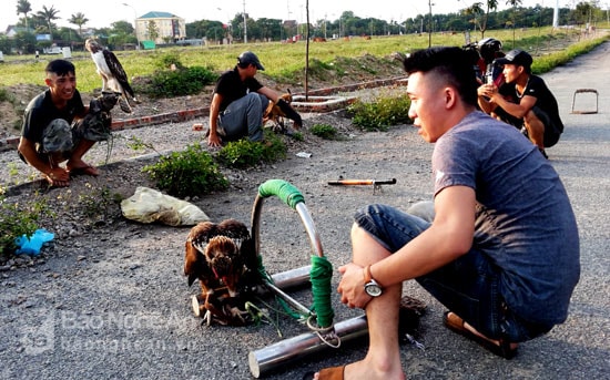 Chiều 20/5, tại khu vực ven sông Lam, phường Bến Thủy - TP Vinh, một nhóm bạn trẻ đam mê nuôi chim tổ chức huấn luyện đại bàng. Ảnh: Nguyên Nguyên