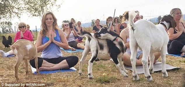 Tập yoga với dê thật vui và ý nghĩa  