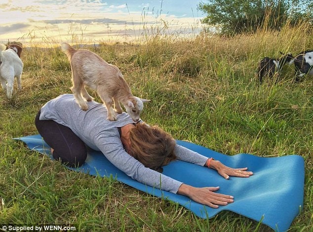 Kỳ lạ với trang trại tập yoga với dê  - ảnh 1