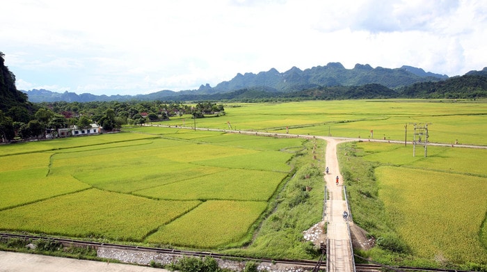 Toàn cảnh cánh đồng mùa lúa chín ở xã Môn Sơn (Con Cuông). Ảnh: Phương Vi