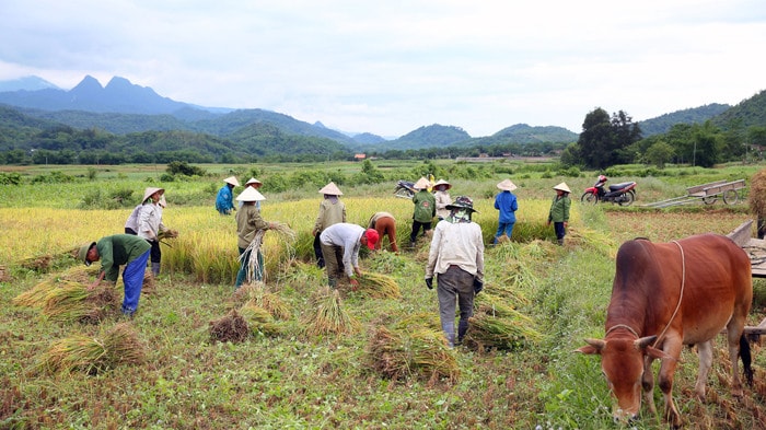 Tấp nập bà con đồng bào Thái, Kinh thu hoạch lúa ở xã Tam Quang (Tương Dương). Ảnh: Phương Vi