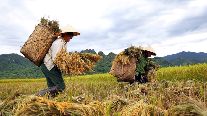 Phụ nữ bản Hồng Sơn, xã Lục Dạ (Con Cuông) thu hoạch lúa. Ảnh: Phương Vi