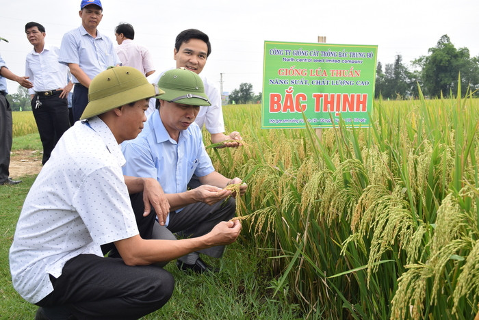 Lãnh đạo Sở nông nghiệp - PTNT tham quan mô hình sản xuất giống lúa Bắc Thịnh tại xã Diễn Phúc, huyện Diễn Châu. Ảnh Xuân Hoàng
