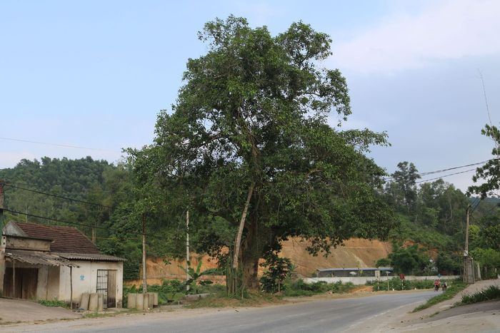 Nằm cạnh quốc lộ 7A, cây đa cổ thụ đứng sừng sững, với tuổi đời hơn 400 năm cây đa gắn liền với bao thế hệ người dân xã Khai Sơn huyện Anh Sơn, trong những năm 1930-1931 cây đa trở thành điểm liên lạc của các chiến sỹ cộng sản. Ảnh: Huyền Trang
