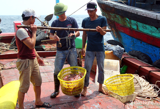 Thương lái đến tận tàu đang đánh bắt ngoài khơi để thu mua ghẹ đỏ và sam biển. Ảnh. Tiến Hùng.