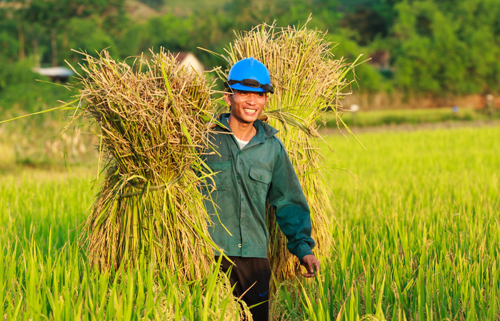 Người nông dân xã Nghĩa Phúc (Tân Kỳ) gánh lúa xuân. Ảnh: Sách Nguyễn