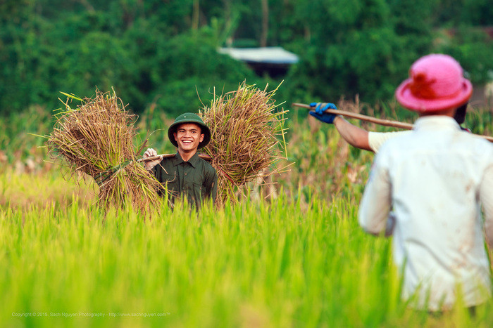 Niềm vui mùa gặt. Ảnh: Sách Nguyễn 