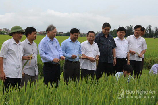 Thăm, tìm hiểu năng suất giống lúa NA6 của Tổng Công ty CP Vật tư nông nghiệp Nghệ An.