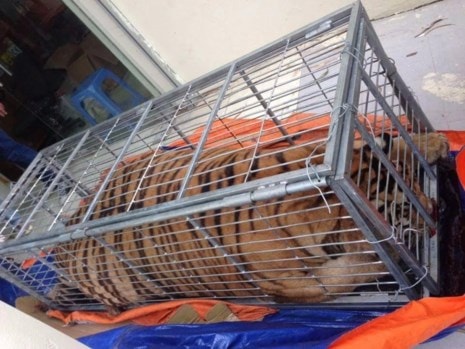 Vận chuyển hổ 200 kg còn sống đi nấu cao - ảnh 1
