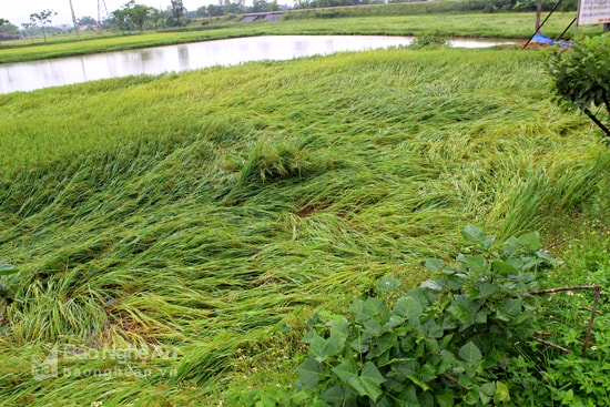 Mưa to ảnh hưởng thu hoạch vụ xuân. Ảnh: Quang An