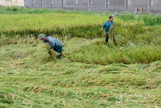 Mưa to ảnh hưởng thu hoạch vụ xuân. Ảnh: Quang An