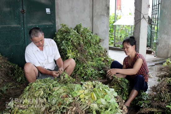 Mưa to ảnh hưởng thu hoạch vụ xuân. Ảnh: Quang An