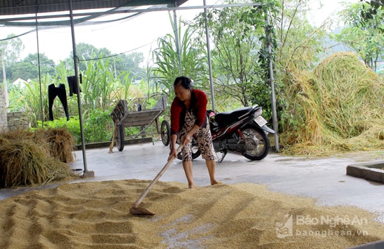 Mưa to ảnh hưởng thu hoạch vụ xuân. Ảnh: Quang An