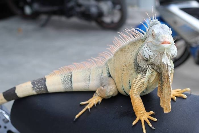 Rồng Nam Mỹ có tên khoa học là Iguana (hay còn gọi là Cự Đà), là một loài thằn lằn sống ở khu vực nhiệt đới Trung – Nam Mỹ và khu vực Caribbe. Trong ảnh là Green Iguana được anh Thành mua của một người quen từ Hà Nội và nuôi được gần 2 năm. Ảnh: Thiên Thiên