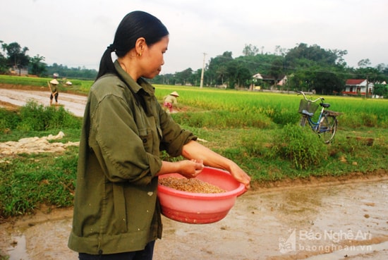 Những diện tích gặt trước được gieo mạ hè thu ngay để kịp thời vụ. Theo đề án vụ hè thu năm nay Thanh Chương gieo cấy khoảng 5 500 ha lúa. Để đảm bảo chắc ăn diện lúa hè thu sẽ ưu tiên cho những vùng chủ động được nguồn nước và không quá thấp trũng, hạn chế việc gieo thẳng. Ảnh: Đình Hà