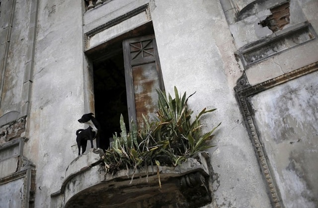 Chú chó nhìn ra phía cửa sổ của ngôi nhà bỏ hoang, đổ nát ở La Habana, Cuba.