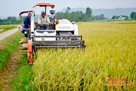 Bà con xóm Chùa Thàng, xã Liên Thành, Yên Thành tiến hành gặt lúa bằng máy gặt đập liên hợp. Ảnh tư liệu Báo Nghệ An.