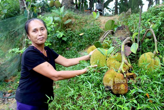 Bà Thủy cũng rất ngạc nhiên, bởi gốc cây mít bị chặt bỏ cách đây 1 năm bỗng nhiên ra nhiều quả. Ảnh: Huy Thư