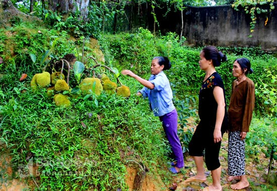 Có rất nhiều người dân đến nhà bà Thủy ở Thanh Chi - Thanh Chương để trực tiếp xem những quả mít bên gốc cây có sức sống mãnh liệt. Ảnh; Huy Thư