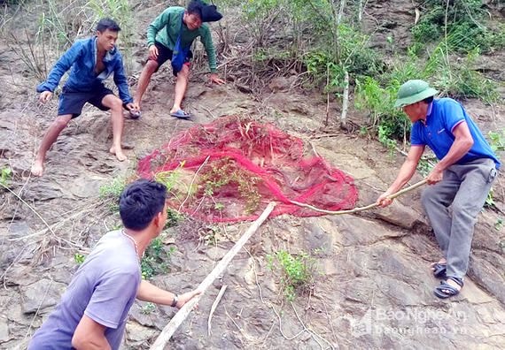  Chú rắn này có trọng lượng khoảng 0,8kg. Loài rắn này được các đầu nậu thu mua săn lùng. Vì thế số lượng loai hổ chúa không còn nhiều. Ảnh: Hồ Phương