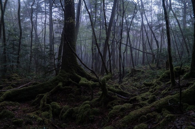 Rừng Aokigahara, Nhật Bản: Được mệnh danh là “rừng tự sát”, Aokigahara là nơi diễn ra từ 50-100 vụ tự sát mỗi năm, chủ yếu bằng cách treo cổ hoặc uống thuốc ngủ. Hàng năm các tình nguyện viên sẽ rà soát khu rừng một lần để tìm kiếm các thi thể và dọn dẹp đồ dùng của người quá cố. Không khí trong rừng luôn nhuốm vẻ buồn bã, âm u. Ảnh: Exploring With Josh.