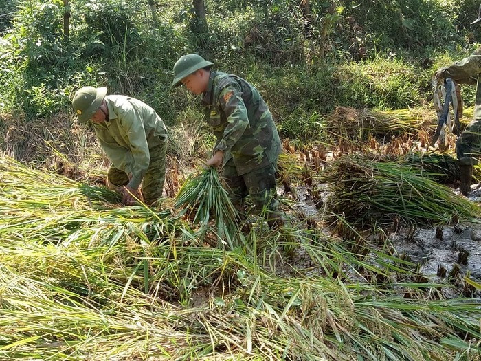 Cán bộ, chiến sỹ Đồn Biên phòng Ngọc Lâm giúp dân gặt lúa. Ảnh: Hùng Phong