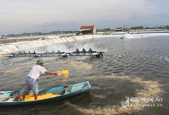 Nuôi ngao tại xã An Hoà, Quỳnh Lưu