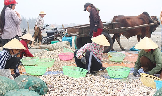 Nuôi ngao tại xã An Hoà, Quỳnh Lưu